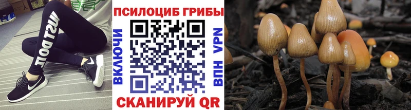 как найти закладки  Лесной  Галлюциногенные грибы Cubensis 